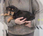 Small #1 Rottweiler Mix