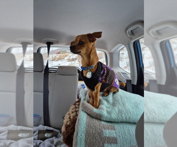 Medium Photo #5 Chiweenie Puppy For Sale in Salt Lake City, UT, USA