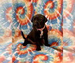 Small #1 Labrador Retriever Mix