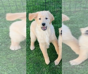 Golden Retriever Puppy for sale in MENTONE, IN, USA