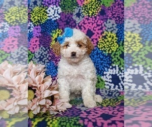 Goldendoodle (Miniature) Puppy for sale in KIRKWOOD, PA, USA