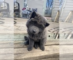 Small Photo #11 Chow Chow Puppy For Sale in ELGIN, IL, USA