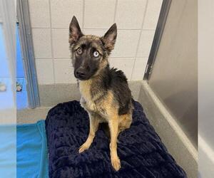 German Shepherd Dog Dogs for adoption in San Martin, CA, USA