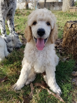 Medium Photo #6 Poodle (Standard) Puppy For Sale in NEW BERLIN, TX, USA