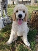 Small Photo #6 Poodle (Standard) Puppy For Sale in NEW BERLIN, TX, USA
