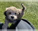 Small Photo #3 Shih-Poo Puppy For Sale in SAN DIEGO, CA, USA