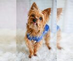 Small #3 Mutt