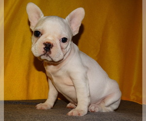 French Bulldog Puppy for sale in VERONA, MO, USA