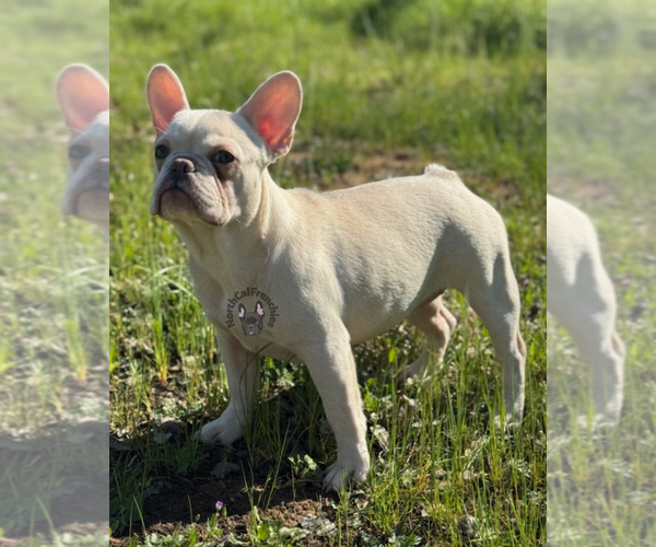 Medium Photo #3 French Bulldog Puppy For Sale in SACRAMENTO, CA, USA