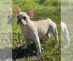 Small #2 French Bulldog