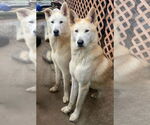 Small #3 Huskies  Mix