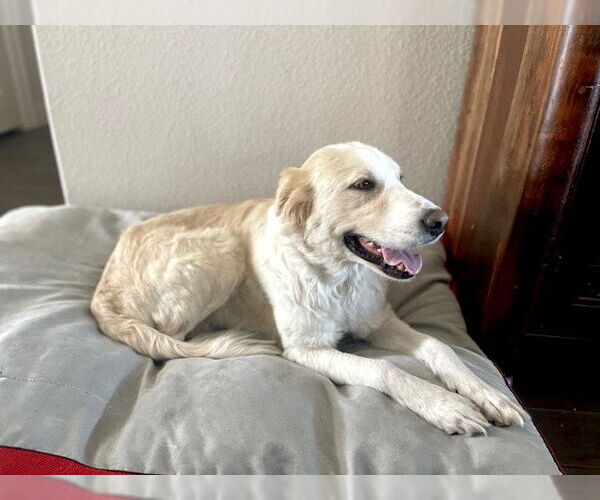 Medium Photo #3 Great Pyrenees Puppy For Sale in Spring, TX, USA