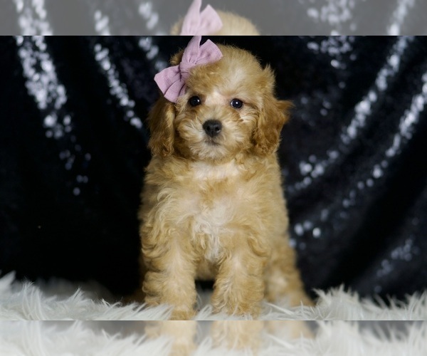 Medium Photo #5 Poodle (Miniature) Puppy For Sale in WARSAW, IN, USA