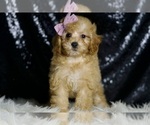 Small #4 Poodle (Miniature)