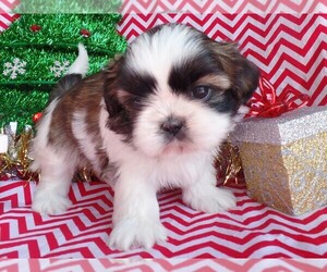Shih Tzu Puppy for sale in PURDY, MO, USA