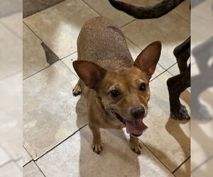 Bambi  [bonded to Sheba] - Female Chihuahua-Unknown Mix Dog for Adoption - Photo #16