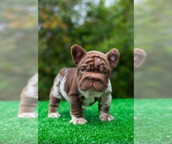 Medium Photo #4 French Bulldog Puppy For Sale in SEATTLE, WA, USA