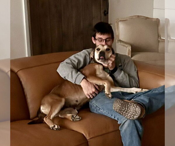 Medium Photo #5 Labrador Retriever-Unknown Mix Puppy For Sale in Wakefield, RI, USA