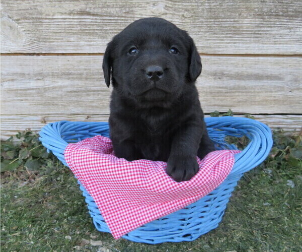 Medium Photo #1 Labrador Retriever Puppy For Sale in LOUDONVILLE, OH, USA