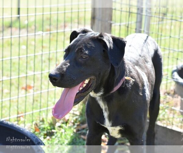 Medium Photo #7 Mutt Puppy For Sale in The Woodlands, TX, USA