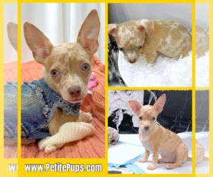 Chihuahua Puppy for Sale in OZONE PARK, New York USA