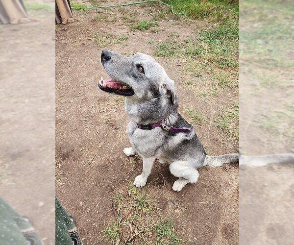 Medium Photo #4 Great Pyrenees-Huskies  Mix Puppy For Sale in Salt Lake City, UT, USA