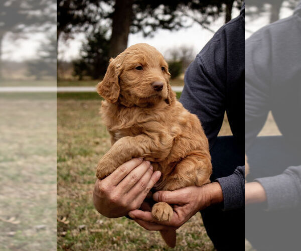 Medium Photo #1 Goldendoodle Puppy For Sale in VINITA, OK, USA