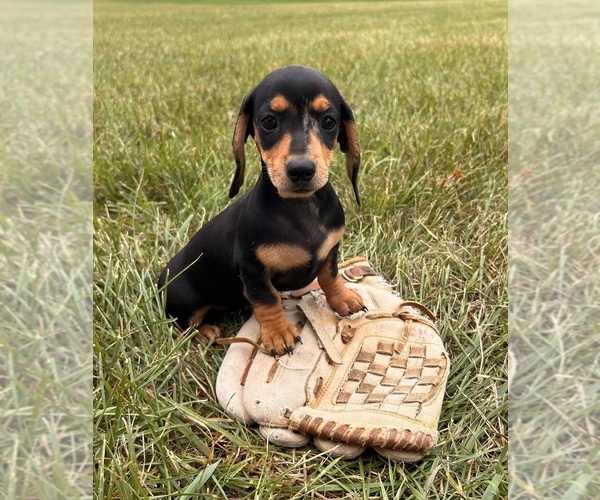 Medium Photo #1 Dachshund Puppy For Sale in MIDDLEBURY, IN, USA