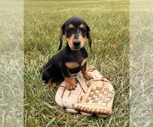 Dachshund Puppy for sale in MIDDLEBURY, IN, USA