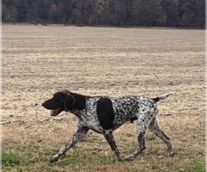 Father of the German Shorthaired Pointer puppies born on 09/22/2023