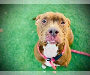 Labrador Retriever-Unknown Mix Dogs for adoption in Orlando, FL, USA