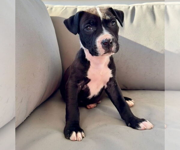 Medium Photo #2 American Pit Bull Terrier-American Staffordshire Terrier Mix Puppy For Sale in Chester, VA, USA