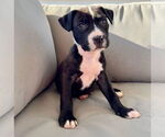 Small #1 American Pit Bull Terrier-American Staffordshire Terrier Mix