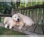 Small Photo #34 Golden Retriever Puppy For Sale in MILLVILLE, MA, USA