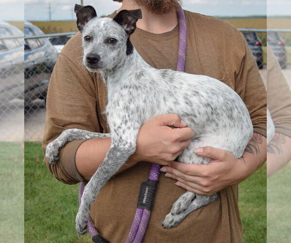 Medium Photo #2 Mutt Puppy For Sale in Huntley, IL, USA