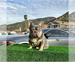 Father of the French Bulldog puppies born on 04/06/2025