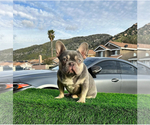 Small Photo #1 French Bulldog Puppy For Sale in HESPERIA, CA, USA