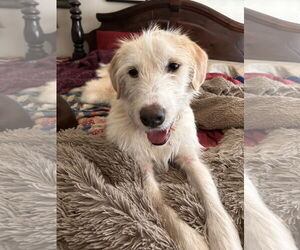 Unknown-Wheaten Terrier Mix Dogs for adoption in Rockaway, NJ, USA