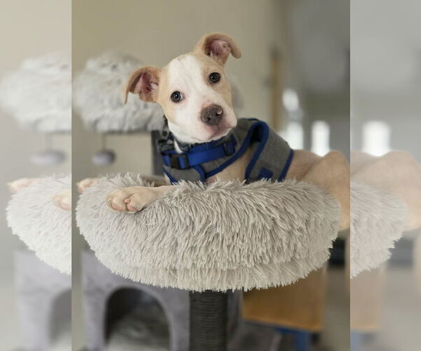 Medium Photo #1 Boxer-Unknown Mix Puppy For Sale in Spotsylvania, VA, USA