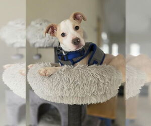 Boxer-Unknown Mix Dogs for adoption in Spotsylvania, VA, USA