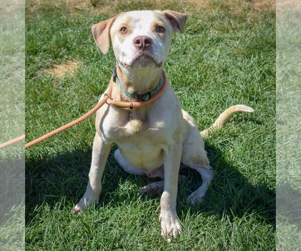Medium Photo #9 American Staffordshire Terrier-Boxer Mix Puppy For Sale in Huntley, IL, USA