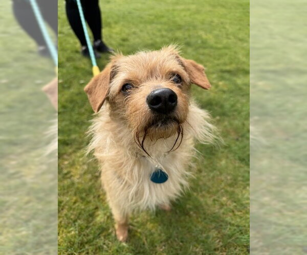 Medium Photo #4 Chihuahua-Unknown Mix Puppy For Sale in Bellevue, WA, USA