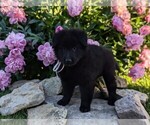 Small #13 Belgian Sheepdog