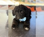 Small Photo #19 Aussiedoodle Miniature  Puppy For Sale in MENIFEE, CA, USA