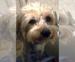 Maltipoo (Miniature) Dogs for adoption in Boonton, NJ, USA