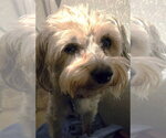Kym's Lulu TX - Female Maltipoo (Miniature) Dog for Adoption - Small photo