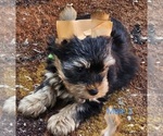 Small #3 Yorkshire Terrier