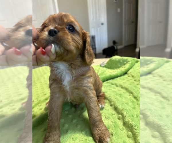 Medium Photo #9 Cavalier King Charles Spaniel Puppy For Sale in DOVER, AR, USA