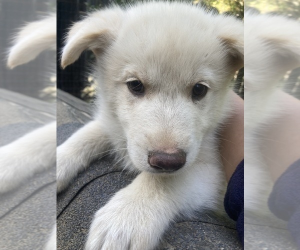 Medium Photo #16 Swiss Shepherd-Timber Wolf Mix Puppy For Sale in MAD RIVER, CA, USA
