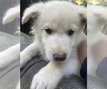 Small Photo #16 Swiss Shepherd-Timber Wolf Mix Puppy For Sale in MAD RIVER, CA, USA